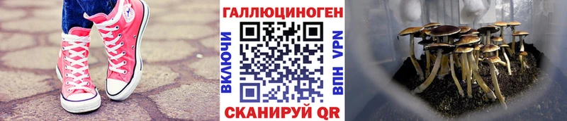 Псилоцибиновые грибы Psilocybe  МЕГА зеркало  Канск  купить  